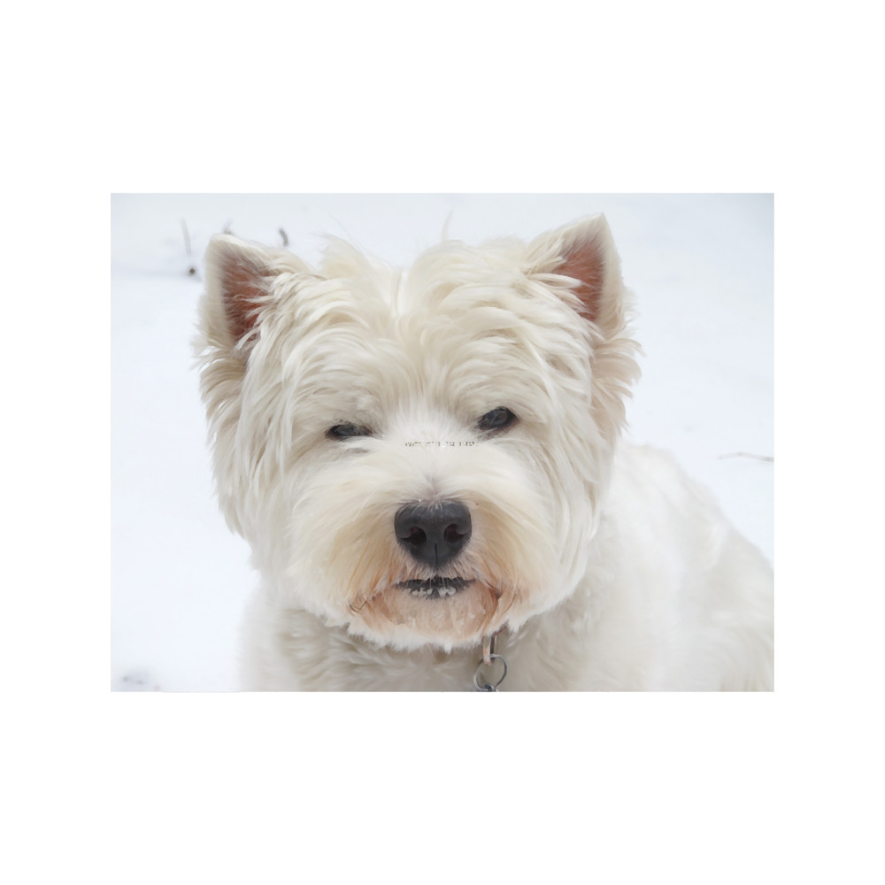 Westie Western at High Noon.png