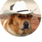 Doggo s Cowboy.png