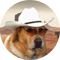 Doggo s Cowboy .png