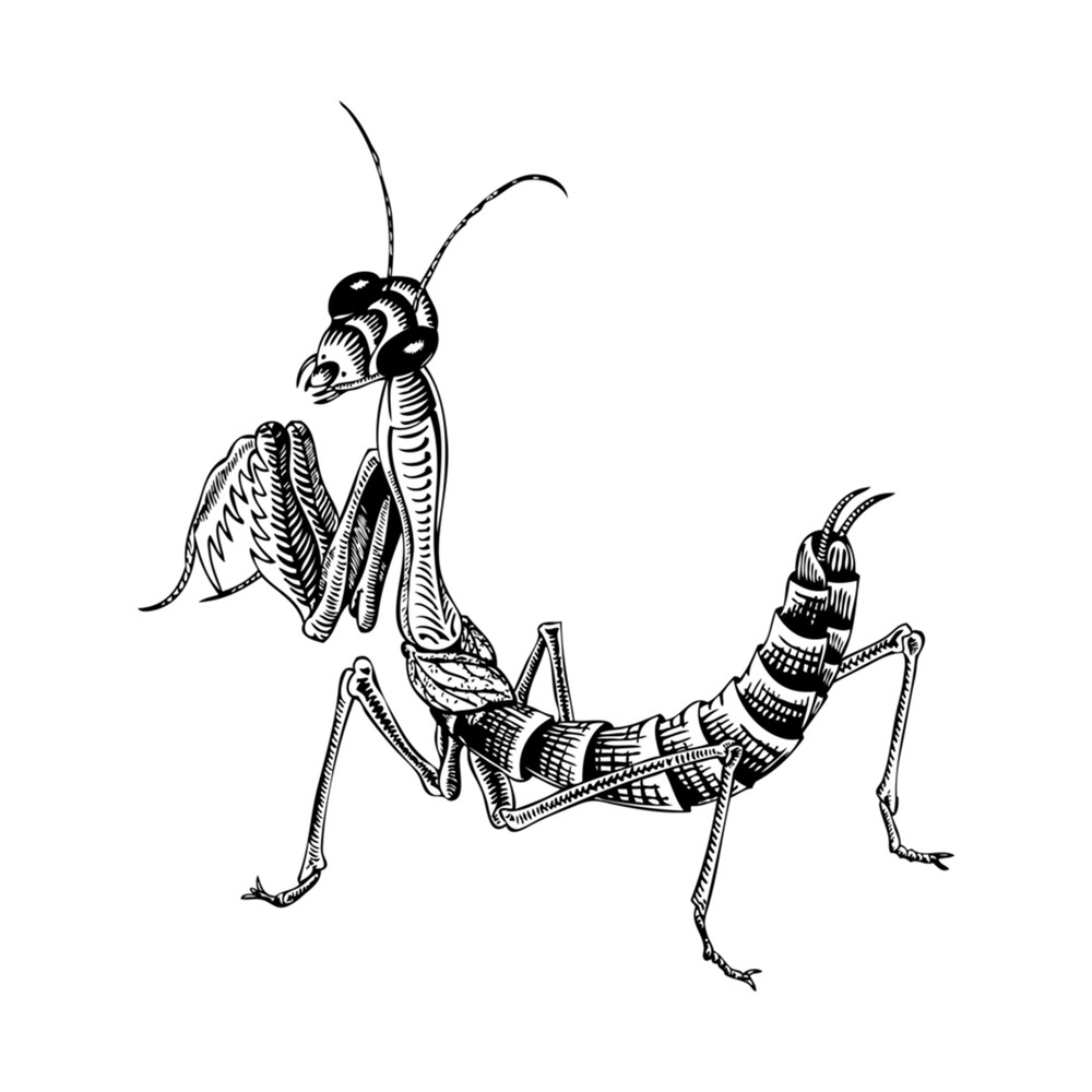 MC Escher Mantis .png