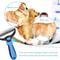 Pet Deshedding Brush Double Sided Grooming Tool Shedding And Dematting Stainless Steel Dog Comb For 4
