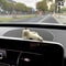 Cute Car Interior Decoration Ornaments Mini Cat Action Figure Auto Dashboard Rearview Mirror Decora 6
