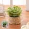 Faux Greenery For Home Decor Potted Eucalyptus Plant For Elegant LowMaintenance Spaces 3