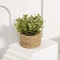 Faux Greenery For Home Decor Potted Eucalyptus Plant For Elegant LowMaintenance Spaces 8