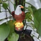 Solar Resin Eagle Lawn Lamp Outdoor LED Garden Lamp for Patio Lawn Decoration