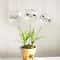 Crystal Clear Self Watering Plant Bulbs Automatic Plant Watering Spikes for Effortless Indoor Irrigation