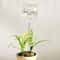 Crystal Clear Self Watering Plant Bulbs Automatic Plant Watering Spikes for Effortless Indoor Irrigation