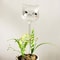 Crystal Clear Self Watering Plant Bulbs Automatic Plant Watering Spikes for Effortless Indoor Irrigation