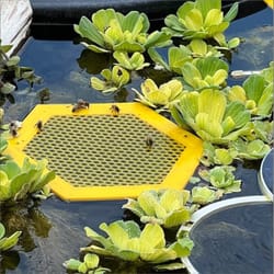 premium floating bee waterer island hexagonal beekeeping water station for safe bee hydration