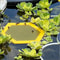 Premium Floating Bee Waterer Island Hexagonal Beekeeping Water Station for Safe Bee Hydration