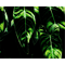 Green Leaf .png