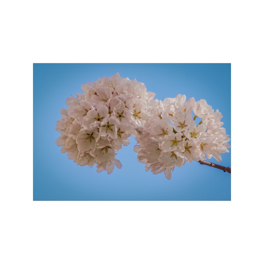 Bloomin' Lovely Sakura Blossoms .png