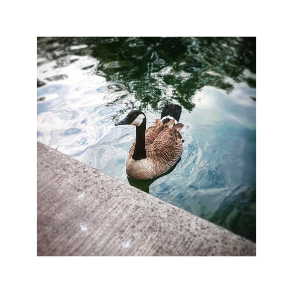 Canadian Friend .png