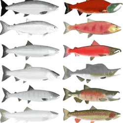 pacific salmon group - ocean and spawning phase