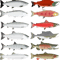 Pacific Salmon Group - Ocean and Spawning Phase .png