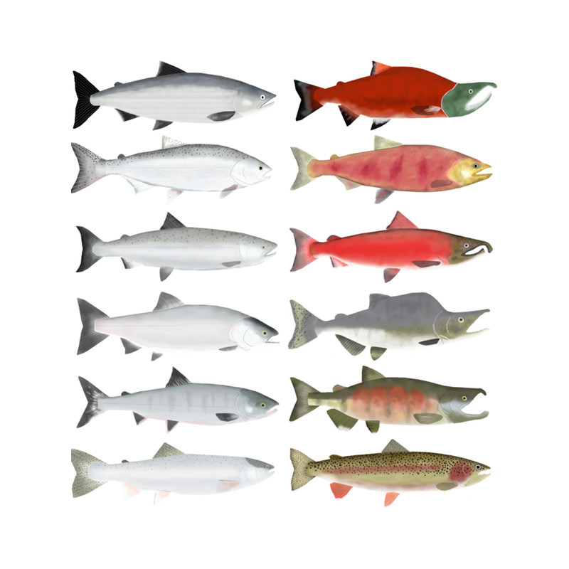 Pacific Salmon Group - Ocean and Spawning Phase .png