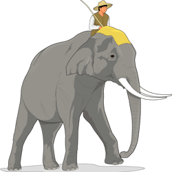 lovely elephant animal