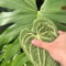 Tropical Leaf Bathroom Kitchen Towel Quick Dry Plant Towels Ultra Absorbent Hand Thumb Towel With H 4