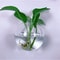 Handmade Round Crystal Vase Wall Hanging Glass Terrarium Self Watering Hydroponic Planter Home Offi 2