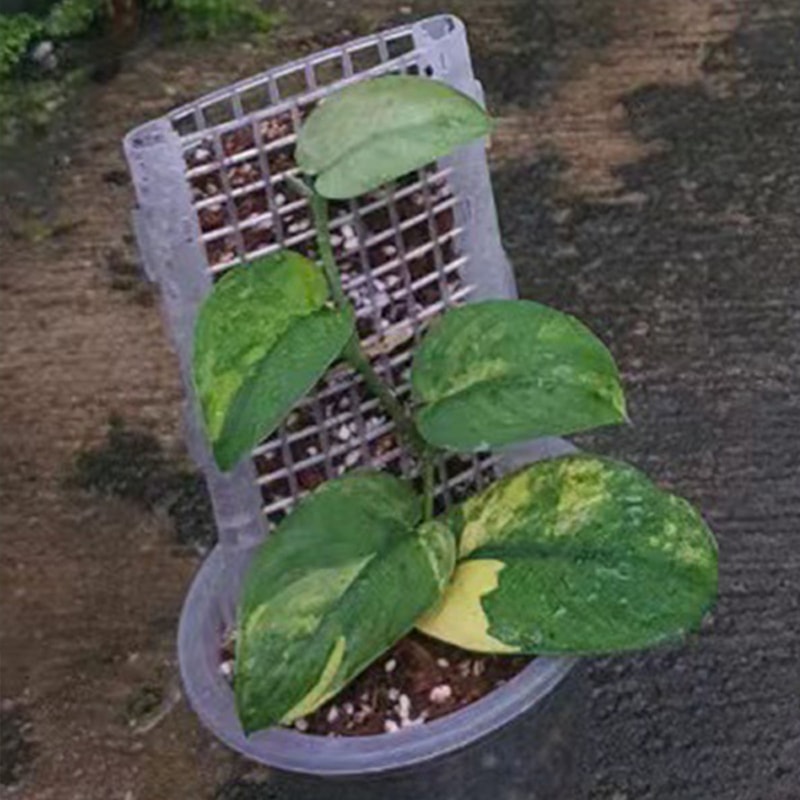 Hollow Moss Pole Stake, Plastic Moss Pole, Plants Support System, for Indoor and Outdoor Plants, Training Pole