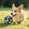 New Pet Training Ball With Bell Sound Interactive Outdoor Dog Football 5