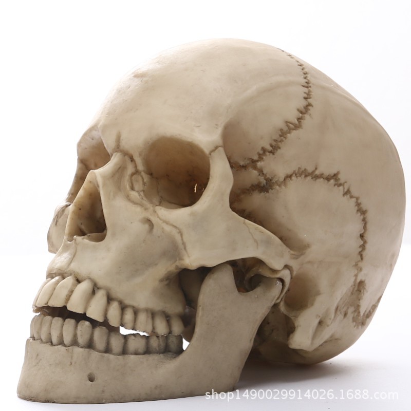 Human Head Skull Statue Resin Figurines for Medical Teaching Halloween Decor Crafts