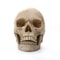 Human Head Skull Statue Resin Figurines For Medical Teaching Halloween Decor Crafts 0