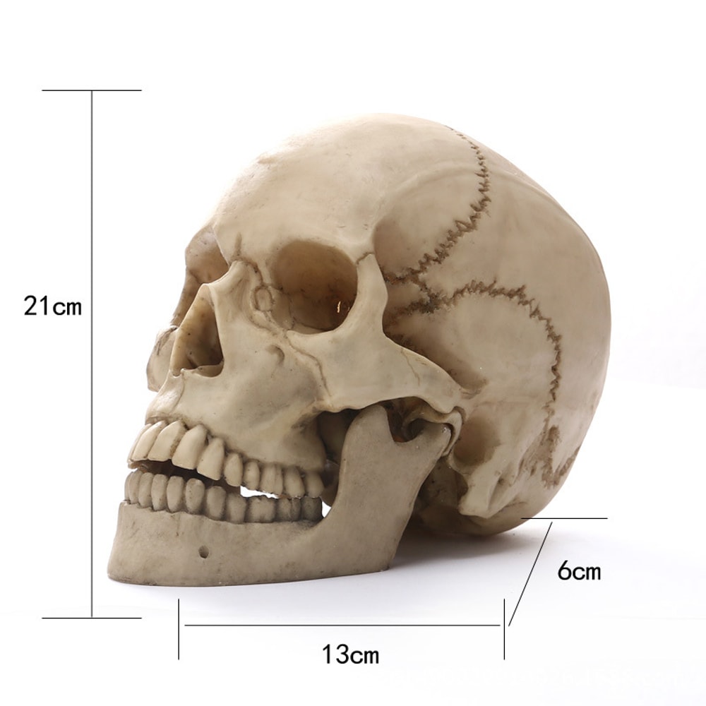 Human Head Skull Statue Resin Figurines for Medical Teaching Halloween Decor Crafts