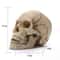 Human Head Skull Statue Resin Figurines for Medical Teaching Halloween Decor Crafts