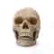 Human Head Skull Statue Resin Figurines for Medical Teaching Halloween Decor Crafts