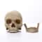 Human Head Skull Statue Resin Figurines for Medical Teaching Halloween Decor Crafts