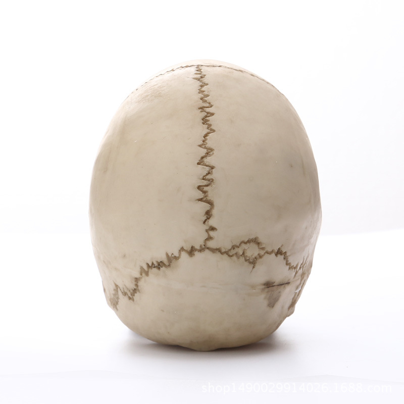 Human Head Skull Statue Resin Figurines for Medical Teaching Halloween Decor Crafts