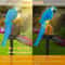 Solar Powered Parrot Lamp Waterproof LED Garden Light Landscape Decor 2 Pack Outdoor Garden Yard Pa 5