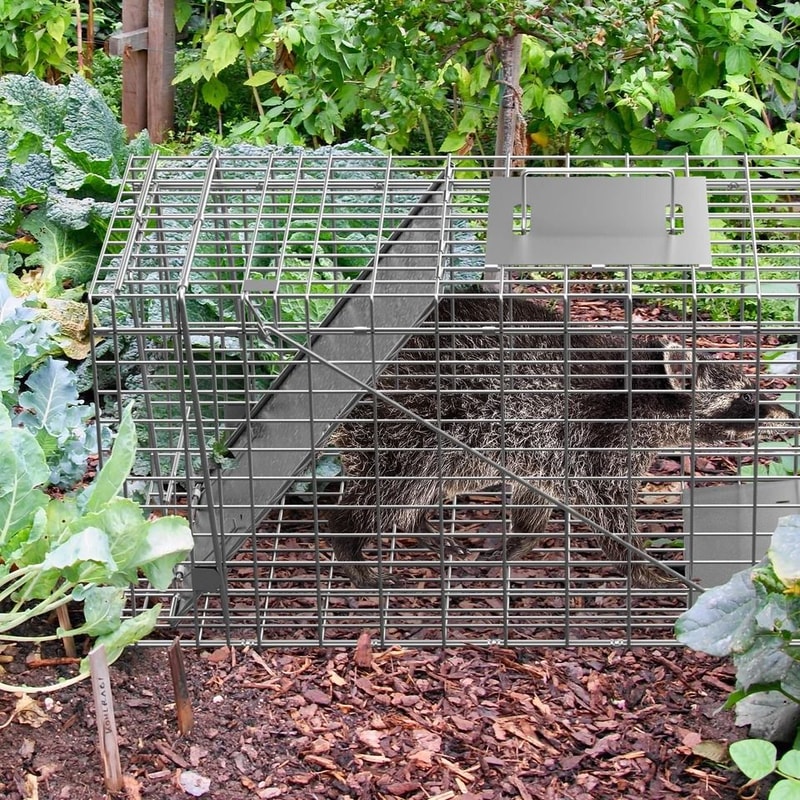 Humane Rodent Raccoon Cage Live Animal Cage Trap With Iron Door Safe For Squirrels Rabbits Skunks 1