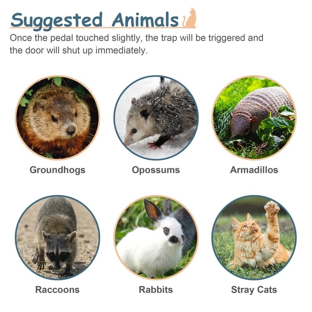 Humane Rodent Raccoon Cage Live Animal Cage Trap With Iron Door Safe For Squirrels Rabbits Skunks 9