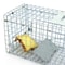 Steel Cage Live Animal Traps For Rodent Control Safe And Humane Rat Squirrel Skunk Traps Easy To 3