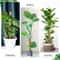 Coir Moss Pole For Climbing Plants Monstera Support Stick For House Plants Totem Support For Philod 8