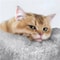 Adjustable FloortoCeiling Cat Tree Tower Condo Scratching Posts For SmallMedium Cats 9