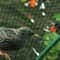 Durable Anti Bird Netting For Garden Plants Trees Fruits 15