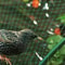 Durable Anti Bird Netting For Garden Plants Trees Fruits 15