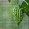 Durable Anti Bird Netting For Garden Plants Trees Fruits 9