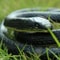 Lifelike Fake Snake Toy Realistic Rubber Prank Toy For Garden Parties And Halloween Fun 1