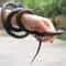 Lifelike Fake Snake Toy Realistic Rubber Prank Toy For Garden Parties And Halloween Fun 6