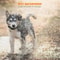 Automatic AntiBark Dog Collar For Large Medium And Small Dogs Humane Shock Sound Control For Barki 8