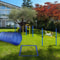 Backyard Dog Agility Training Kit With Jumps Tunnel Obstacle Course For Dogs 6
