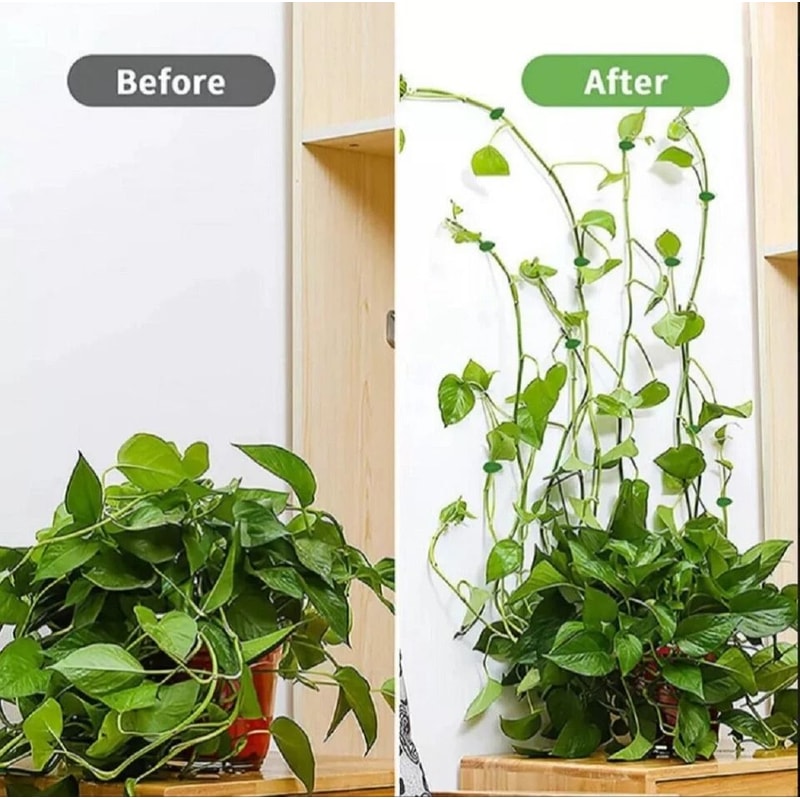Self Adhesive Plant Clips For Wall Vine Support Ideal For Climbing Plants And Indoor Decor 2