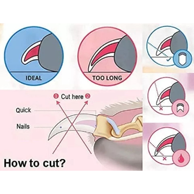 Professional Pet Nail Clipper With Safety Guard For Dogs And Cats 2
