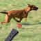 Ultrasonic Anti Bark Dog Training Repeller For Humane Bark Control 0