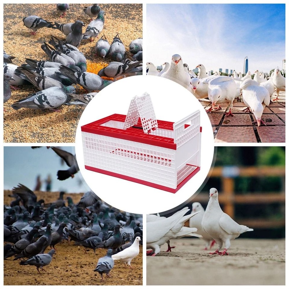 Racing Pigeon Carrier Box With Secure Doors Bird Training Cage 5