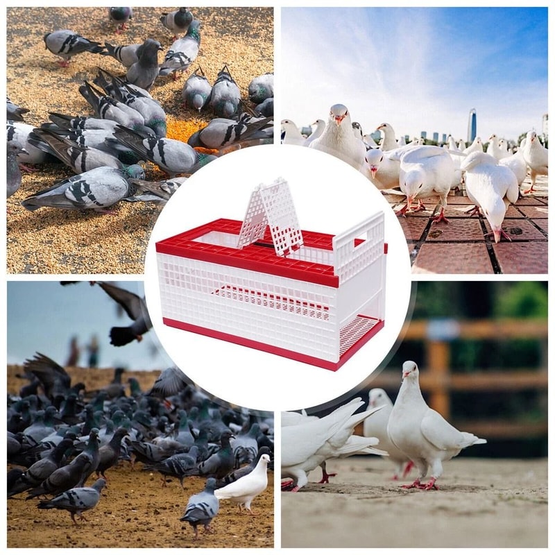 Racing Pigeon Carrier Box With Secure Doors Bird Training Cage 5